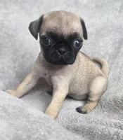 Fawn Female, a female Pug for sale in Black River Falls, WI – 2 of 3