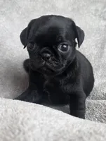 Black Male, a male Pug for sale in Black River Falls, WI – 2 of 3