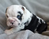 Miracle, a female English Bulldog for sale in Black River Falls, WI – 4 of 4