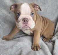 Male 2, a male English Bulldog for sale in Black River Falls, WI – 2 of 3