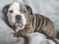 Female , a female English Bulldog for sale in Black River Falls, WI – 2 of 3