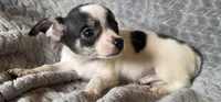 Male 2, a male Chihuahua for sale in Black River Falls, WI – 2 of 3