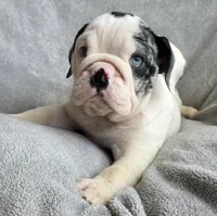 Male, a male English Bulldog for sale in Black River Falls, WI – 1 of 3