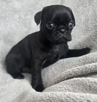 Black Male, a male Pug for sale in Black River Falls, WI – 3 of 3