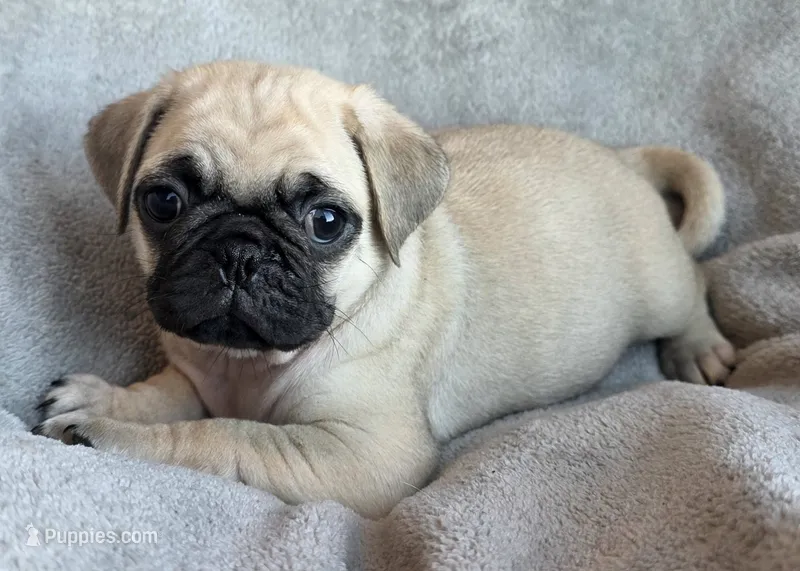 Fawn Male – Pug puppy for sale in Black River Falls, WI