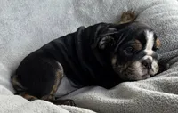 Female, a female English Bulldog for sale in Black River Falls, WI – 2 of 3