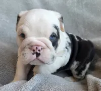 Miracle, a female English Bulldog for sale in Black River Falls, WI – 2 of 4
