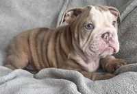 Male 5, a male English Bulldog for sale in Black River Falls, WI – 2 of 3