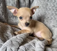 Male 1, a male Chihuahua for sale in Black River Falls, WI – 2 of 3
