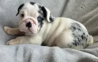 Male, a male English Bulldog for sale in Black River Falls, WI – 3 of 3