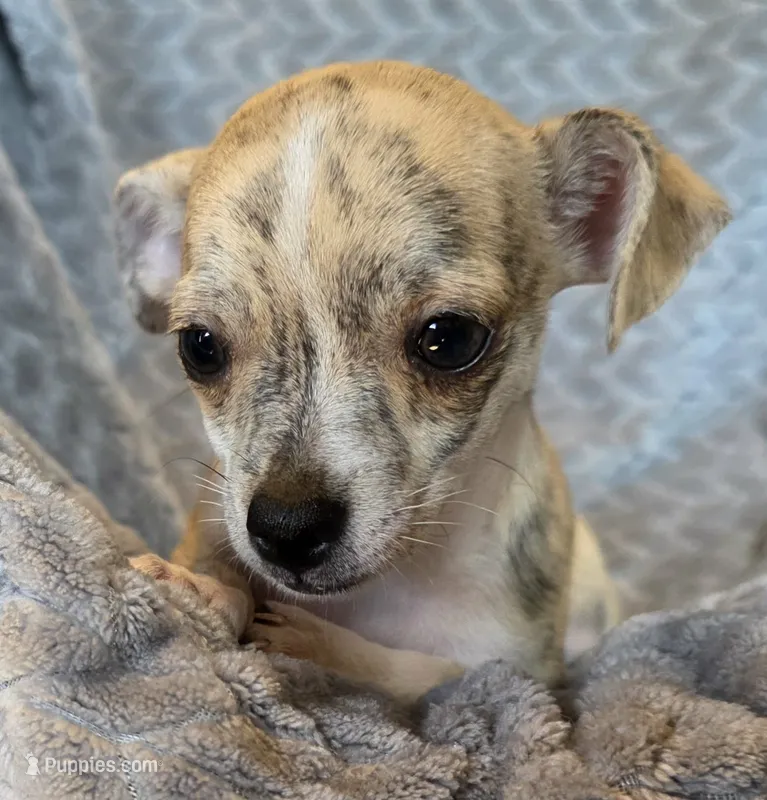 Female 3 – Chihuahua puppy for sale in Black River Falls, WI