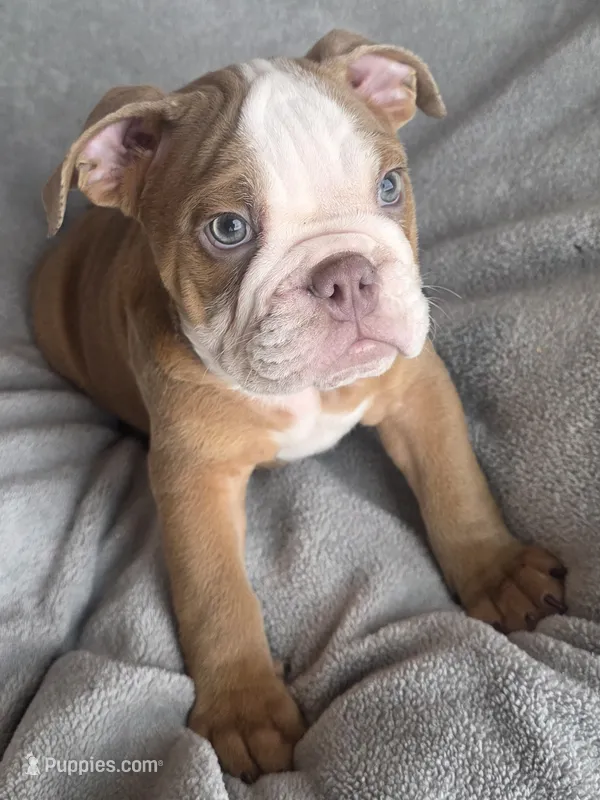 Male 2 – English Bulldog puppy for sale in Black River Falls, WI