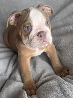 Male 2, a male English Bulldog for sale in Black River Falls, WI – 1 of 3