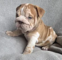 Female , a female English Bulldog for sale in Black River Falls, WI – 2 of 3
