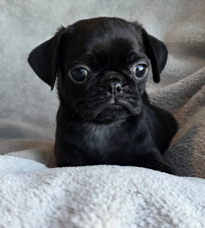 Black Male – Pug puppy for sale in Black River Falls, WI