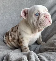 Female 2, a female English Bulldog for sale in Black River Falls, WI – 2 of 3