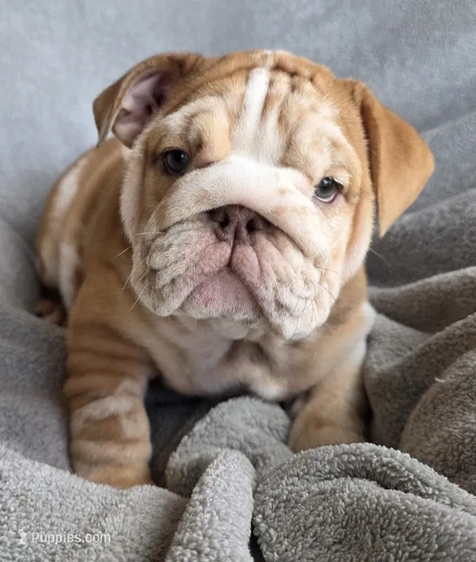 Female  – English Bulldog puppy for sale in Black River Falls, WI