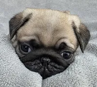 Male, a male Pug for sale in Black River Falls, WI – Photo 1 of 6