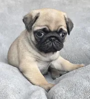 Male, a male Pug for sale in Black River Falls, WI – Photo 2 of 6