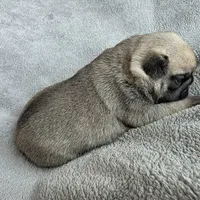 Male, a male Pug for sale in Black River Falls, WI – Photo 4 of 4