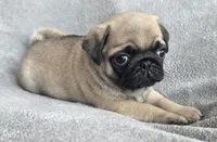 Male, a male Pug for sale in Black River Falls, WI – Photo 5 of 6