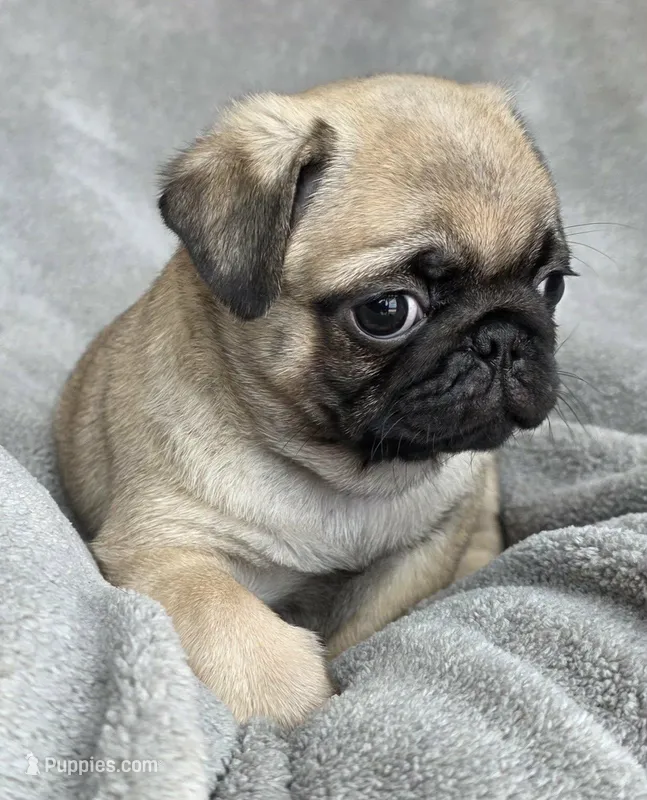 Male – Pug puppy for sale in Black River Falls, WI