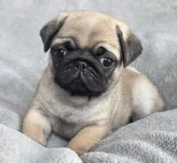 Male, a male Pug for sale in Black River Falls, WI – Photo 3 of 6