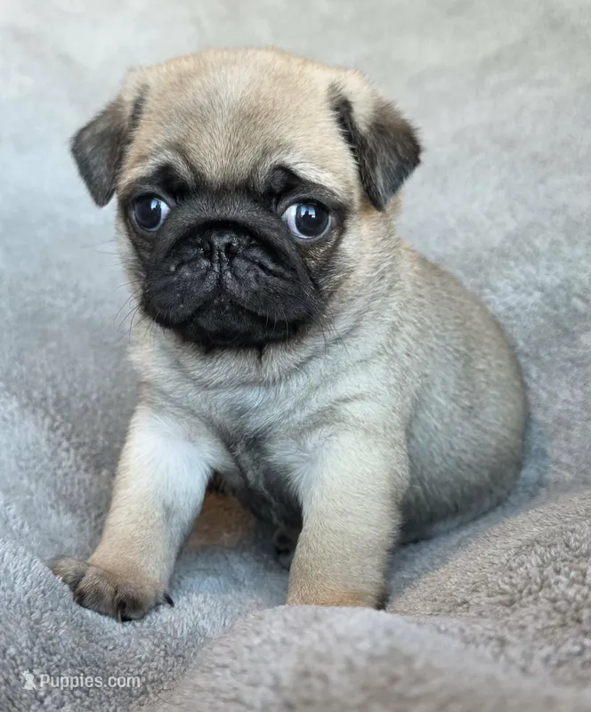 Male – Pug puppy for sale in Black River Falls, WI