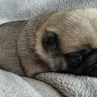 Male, a male Pug for sale in Black River Falls, WI – Photo 1 of 4