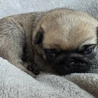 Male, a male Pug for sale in Black River Falls, WI – Photo 2 of 4