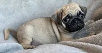 Fawn Male 2, a male Pug for sale in Black River Falls, WI – 2 of 3