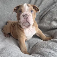 Male, a male English Bulldog for sale in Black River Falls, WI – 3 of 3