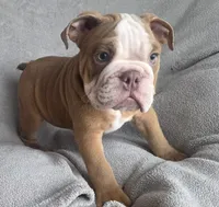 Male 2, a male English Bulldog for sale in Black River Falls, WI – 3 of 3