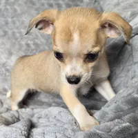 Female 3, a female Chihuahua for sale in Black River Falls, WI – 2 of 3