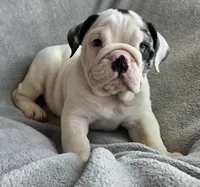 Male, a male English Bulldog for sale in Black River Falls, WI – 2 of 3