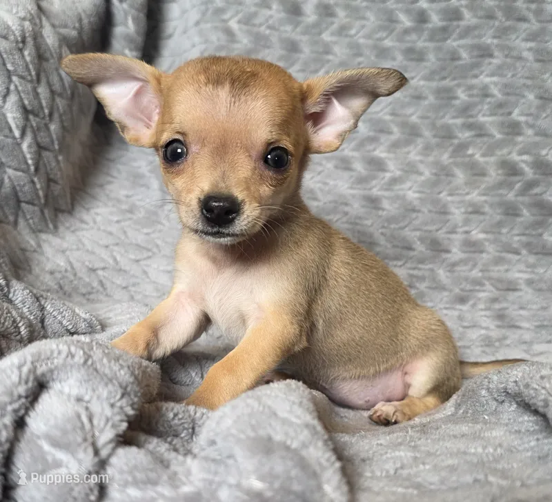 Female 1 – Chihuahua puppy for sale in Black River Falls, WI