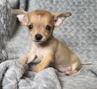 Female 1, a female Chihuahua for sale in Black River Falls, WI – 1 of 3