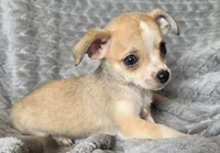 Female 3, a female Chihuahua for sale in Black River Falls, WI – 3 of 3