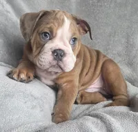 Male 4, a male English Bulldog for sale in Black River Falls, WI – 2 of 3