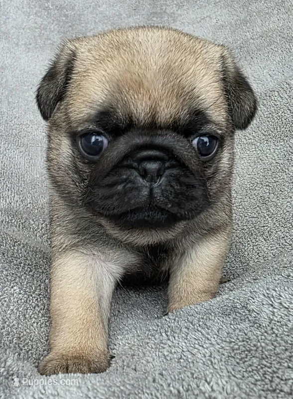 Teal Collar Female – Pug puppy for sale in Black River Falls, WI