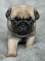 Teal Collar Female, a female Pug for sale in Black River Falls, WI – Photo 1 of 6