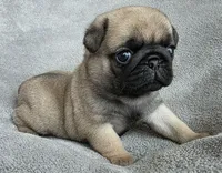 Teal Collar Female, a female Pug for sale in Black River Falls, WI – Photo 3 of 6