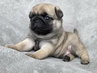 Teal Collar Female, a female Pug for sale in Black River Falls, WI – Photo 2 of 6