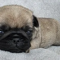 Teal Collar Female, a female Pug for sale in Black River Falls, WI – Photo 3 of 3