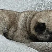 Teal Collar Female, a female Pug for sale in Black River Falls, WI – Photo 2 of 3