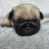 Teal Collar Female, a female Pug for sale in Black River Falls, WI – Photo 1 of 3