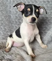 Female 4, a female Chihuahua for sale in Black River Falls, WI – 2 of 3