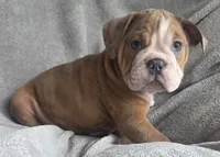 Male 4, a male English Bulldog for sale in Black River Falls, WI – 3 of 3