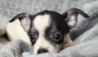 Male 2, a male Chihuahua for sale in Black River Falls, WI – 1 of 3