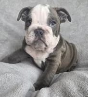Male 3, a male English Bulldog for sale in Black River Falls, WI – 2 of 3